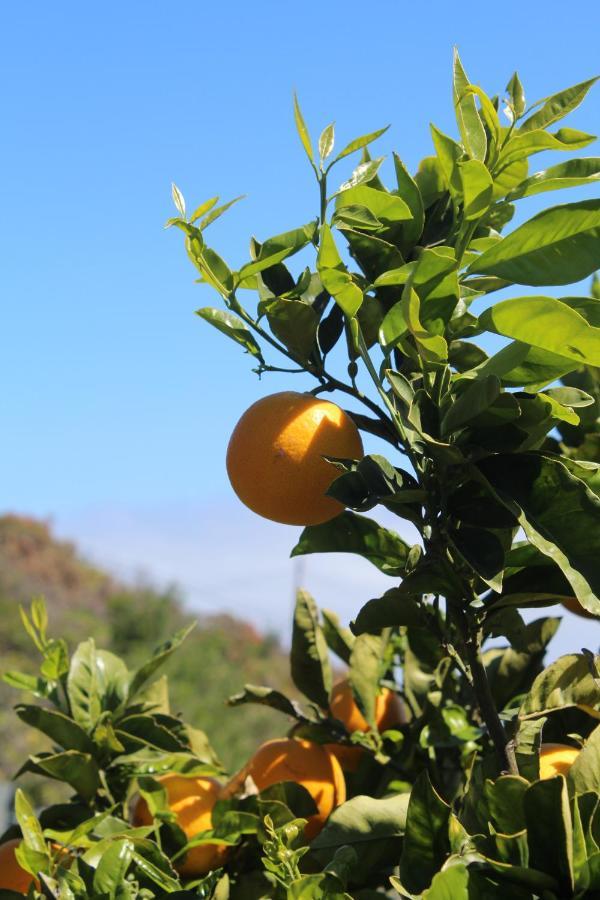Tigalate Casa Rural Quinta Los Naranjos מראה חיצוני תמונה